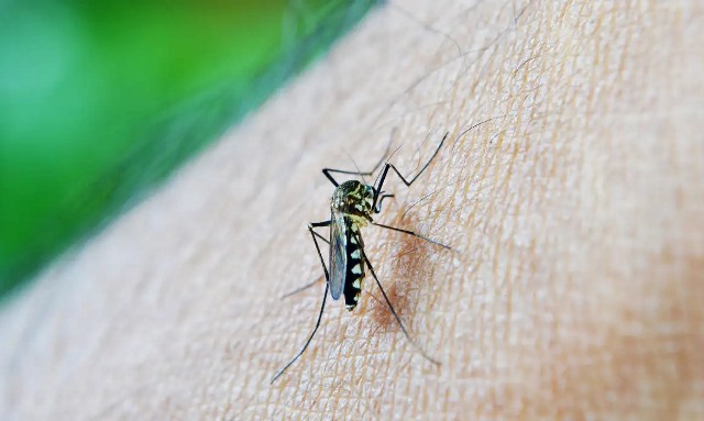 Brasil ultrapassa meio milhão de casos prováveis de dengue