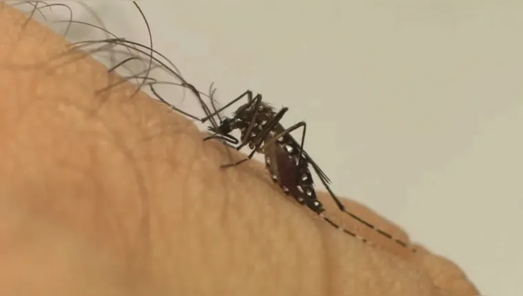 Brasil registra 1.657 mortes por dengue apenas em 2024