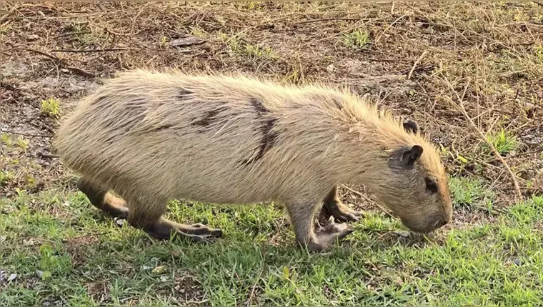 Mudança Climática faz capivaras no Pantanal ficarem louras