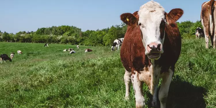 Homem morre com coice de vaca depois de tentar estuprar o animal