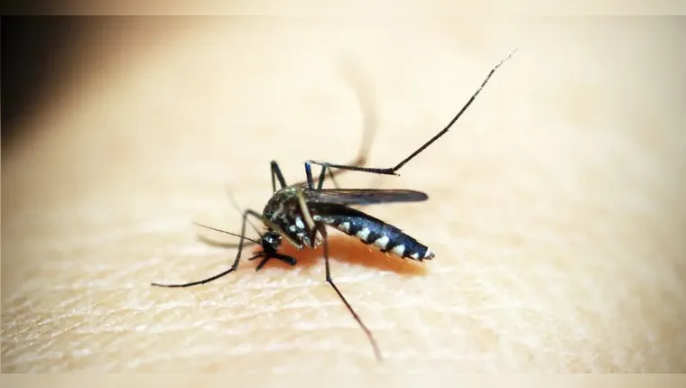Alerta! Casos de dengue cresceram 276% no Pará; entenda