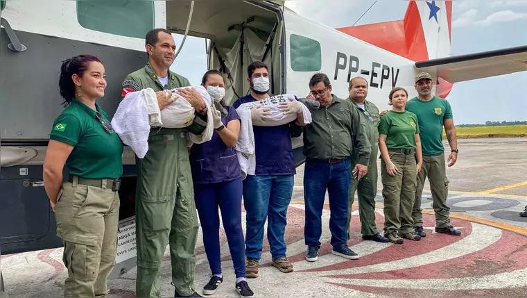 Filhotes de peixe-boi são resgatadas pelo Graesp