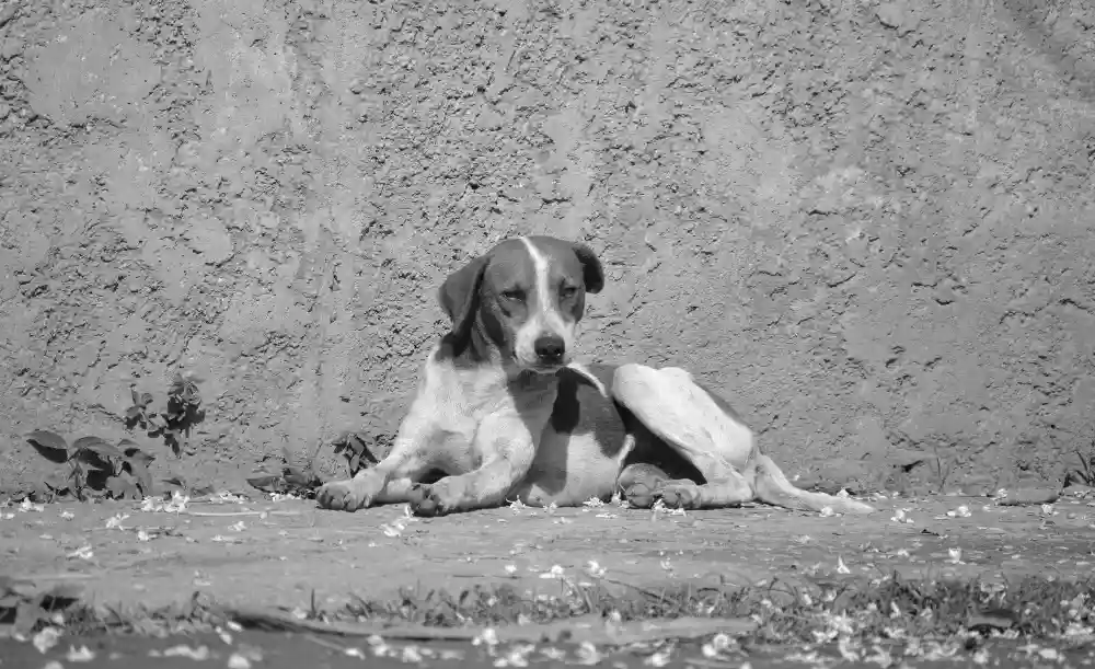 Tio é detido por esfaquear o cachorro da sobrinha, em Marabá