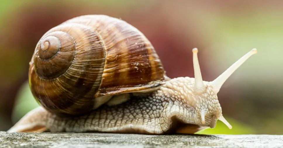 Prefeitura de Canaã dos Carajás reforça cuidados com alta proliferação de lesmas e caramujos durante o inverno amazônico