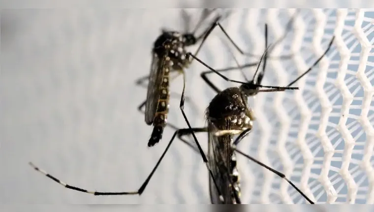 Brasileiro cria IA e ajuda a prever e combater casos de dengue