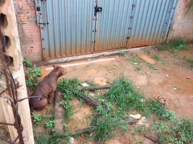 Criança atacada por pitbull é salva pelo pai em Parauapebas