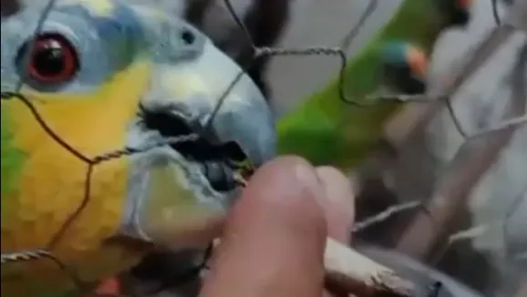 Polícia prende homem por dar maconha a papagaios e periquitos