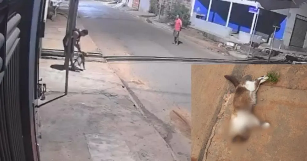 Vídeo: suspeitos soltam pit bull para atacar gatos