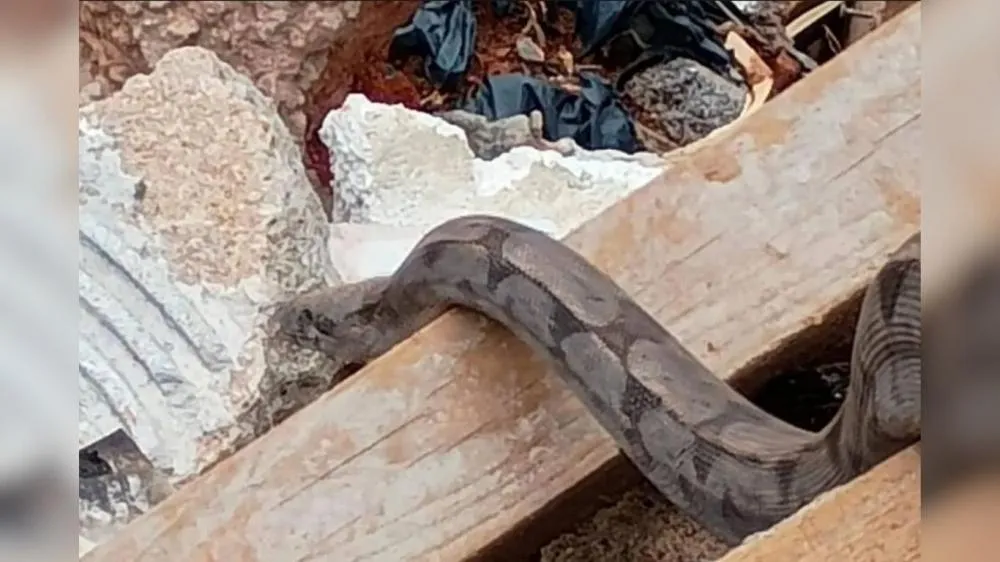 Vídeo: cobra é encontrada em entulho durante limpeza de terreno