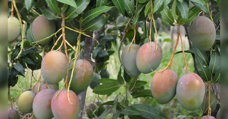 Adolescente esfaqueia criança por pegar manga de árvore