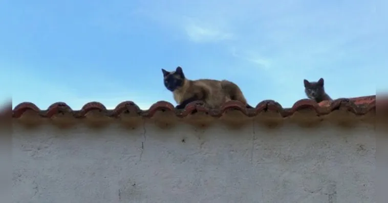 Como manter gatos longe do telhado sem oferecer perigo ao animal