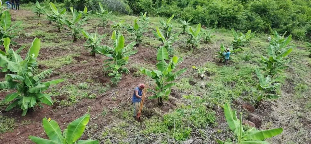 Prefeitura de Canaã investe em programas e capacitações para fortalecer o produtor rural