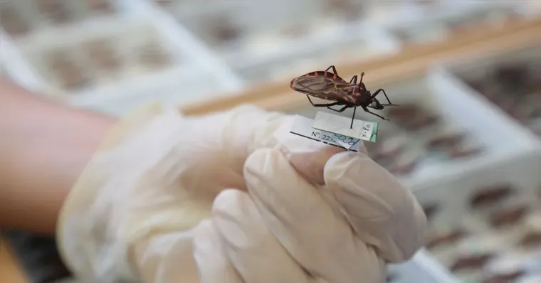 Anvisa aprova novo remédio infantil contra doença de Chagas