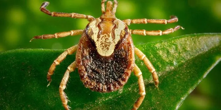 Mulher morre de febre maculosa; carrapatos foram encontrados em cães da vítima