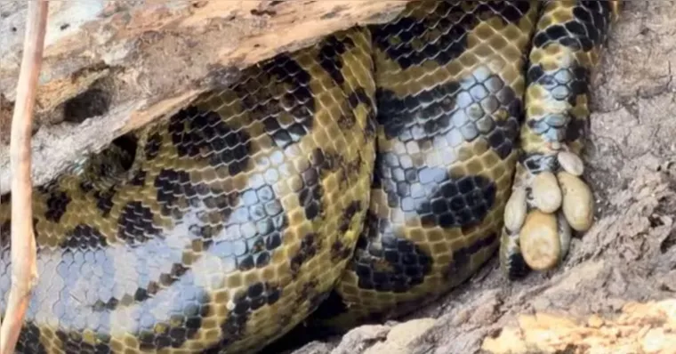 Sucuri é flagrada com dezenas de carrapatos no Pantanal