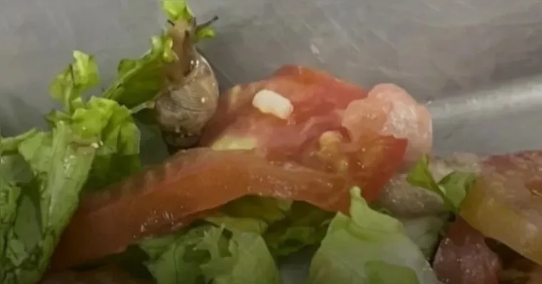 O caramujo foi encontrado pelos alunos na hora do almoço | Reprodução/Redes Sociais