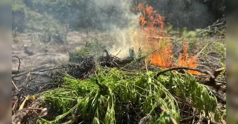 Polícia Federal localiza plantação com 2,9 mil pés de maconha