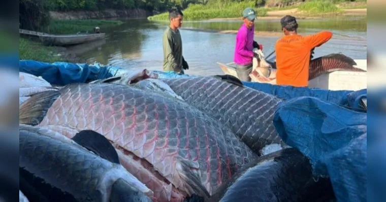 Foram 361 pirarucus remanejados, que totalizam quase 20 toneladas | Divulgação