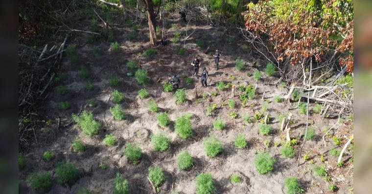 A plantação ilegal de maconha foi encontrada pelos policiais em área de mata | Divulgação/PC