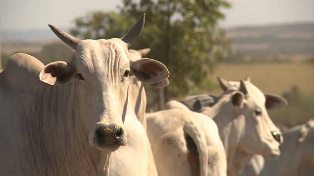 VI Fenecan contará com Fórum de Produção Rural; confira a programação
