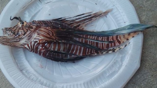 Invasor: peixe-leão é encontrado no Pará e mais sete estados